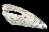 Large, Serrated, Fossil Phytosaur Tooth - Arizona #88601-1